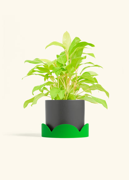 Philodendron Neon in a 6 inches Charcoal Classic Cylinder Planter in a Shamrock Petal Drip Tray