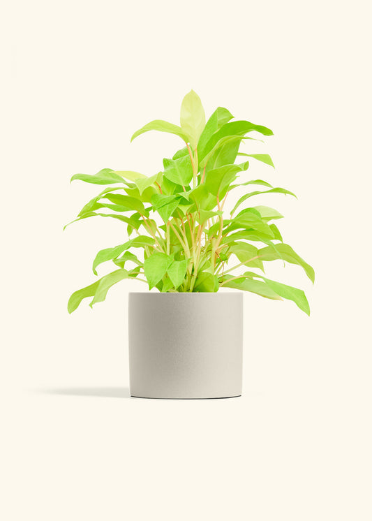 Philodendron Neon in a 6 inches Oat Classic Cylinder Planter 