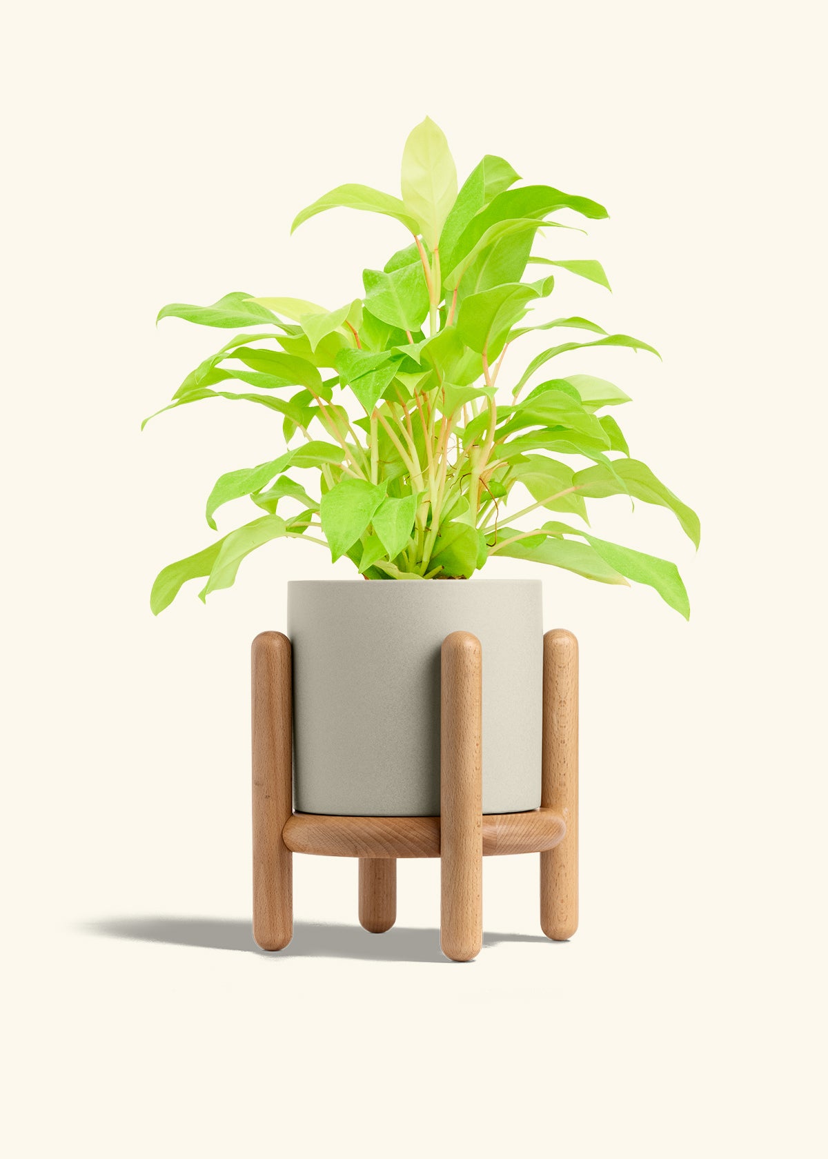 Philodendron Neon in a 6 inches Oat Classic Cylinder Planter in a Beech Wood Stand