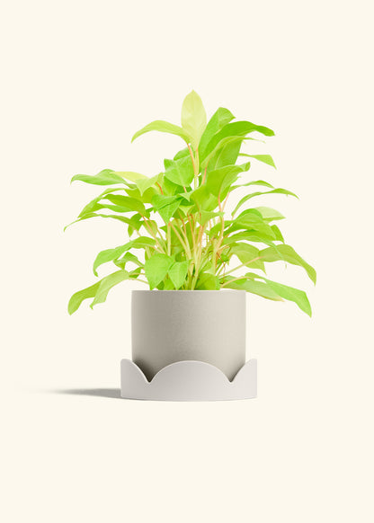 Philodendron Neon in a 6 inches Oat Classic Cylinder Planter in a Oat Petal Drip Tray