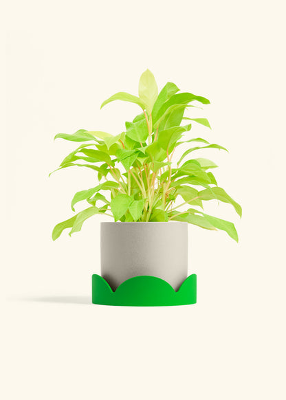 Philodendron Neon in a 6 inches Oat Classic Cylinder Planter in a Shamrock Petal Drip Tray