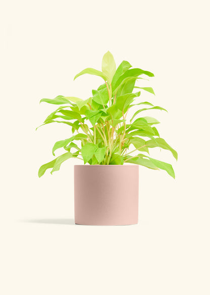 Philodendron Neon in a 6 inches Pink Classic Cylinder Planter 