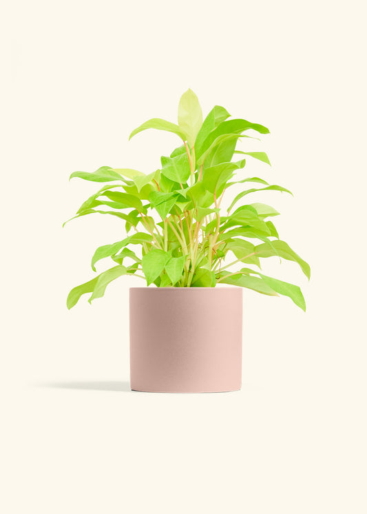Philodendron Neon in a 6 inches Pink Classic Cylinder Planter 