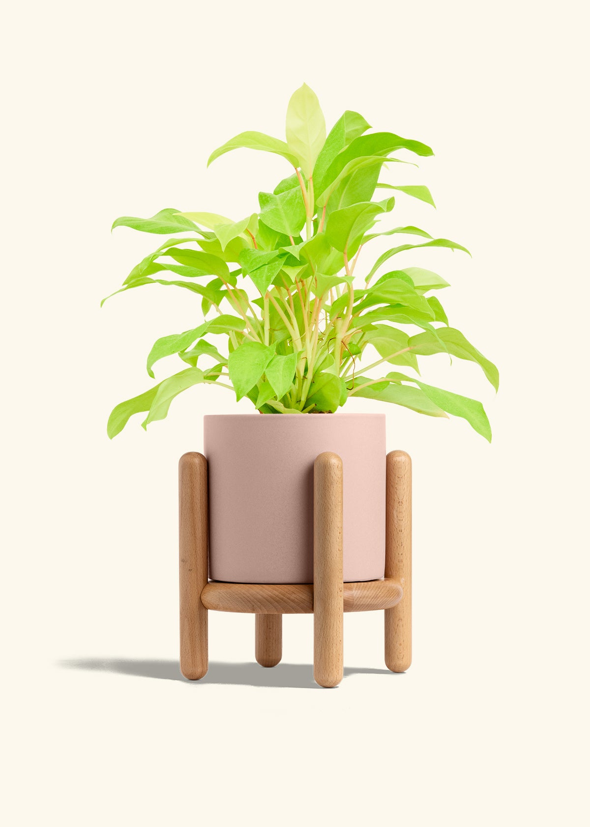Philodendron Neon in a 6 inches Pink Classic Cylinder Planter in a Beech Wood Stand