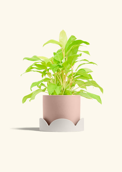 Philodendron Neon in a 6 inches Pink Classic Cylinder Planter in a Oat Petal Drip Tray