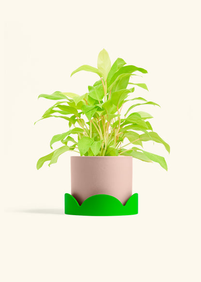 Philodendron Neon in a 6 inches Pink Classic Cylinder Planter in a Shamrock Petal Drip Tray