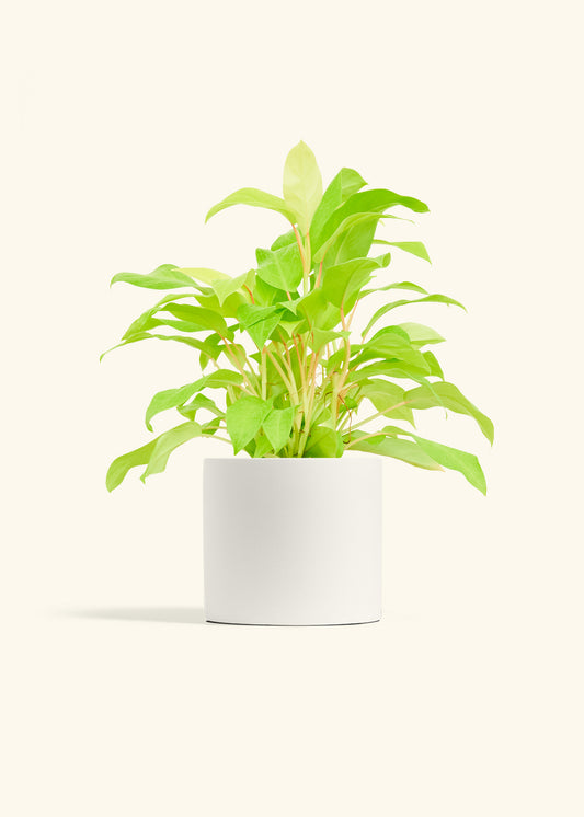 Philodendron Neon in a 6 inches White Classic Cylinder Planter 