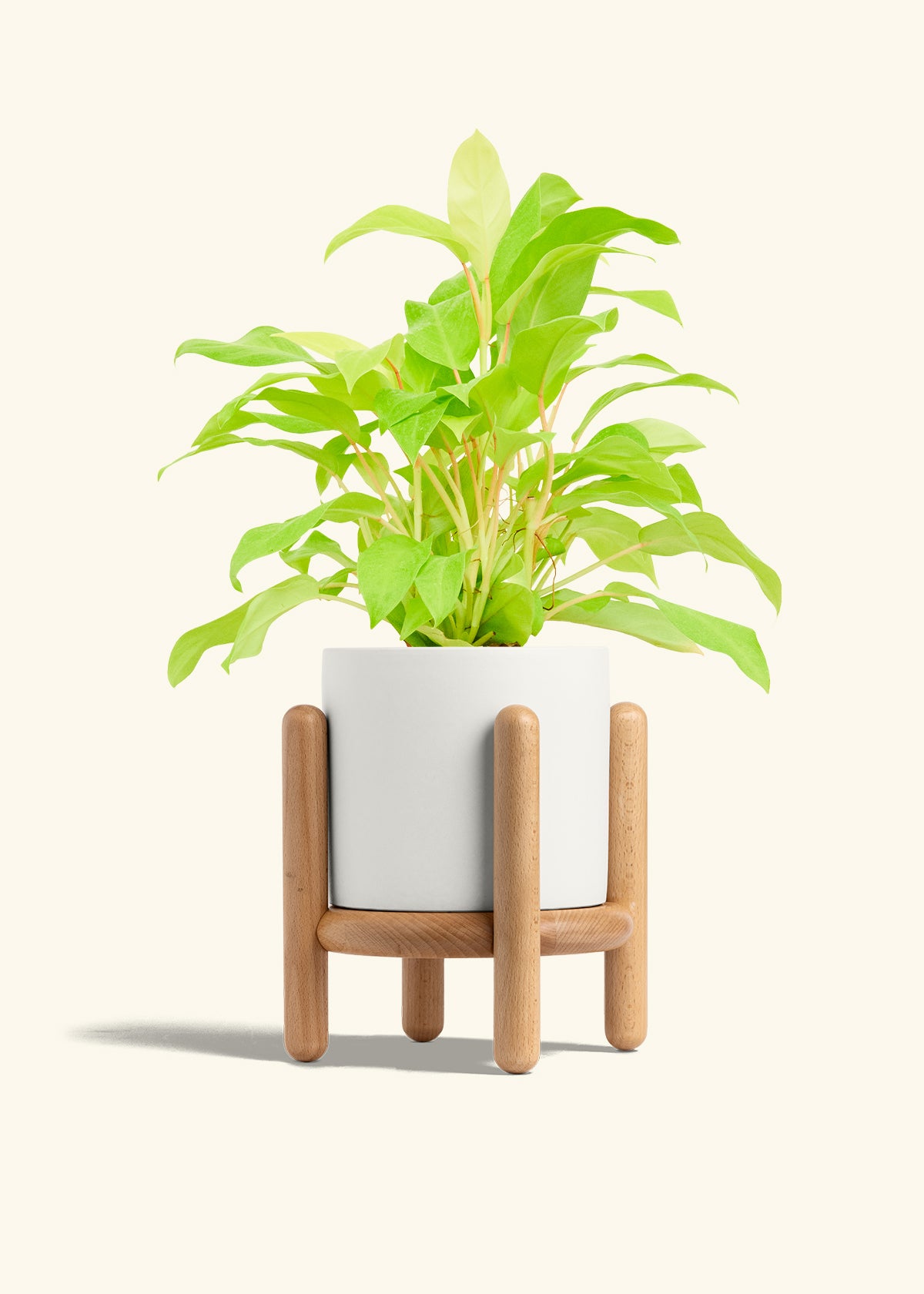 Philodendron Neon in a 6 inches White Classic Cylinder Planter in a Beech Wood Stand
