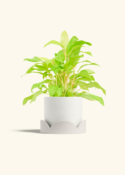 Philodendron Neon in a 6 inches White Classic Cylinder Planter in a Oat Petal Drip Tray