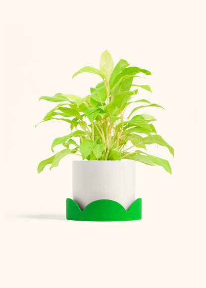Philodendron Neon in a 6 inches White Classic Cylinder Planter in a Shamrock Petal Drip Tray
