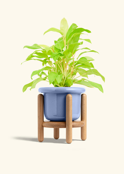 Philodendron Neon in a 6 inches Fat Lip Blue Planter in a Beech Wood Stand