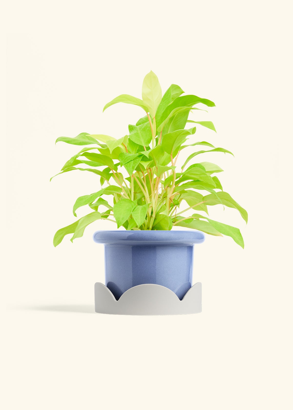Philodendron Neon in a 6 inches Fat Lip Blue Planter in a Oat Petal Drip Tray