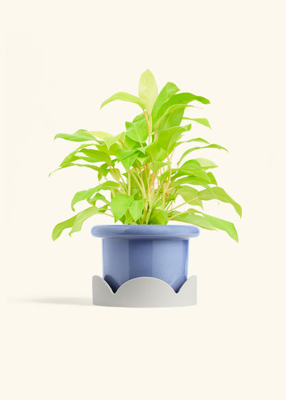 Philodendron Neon in a 6 inches Fat Lip Blue Planter in a Oat Petal Drip Tray