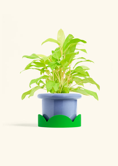 Philodendron Neon in a 6 inches Fat Lip Blue Planter in a Shamrock Petal Drip Tray