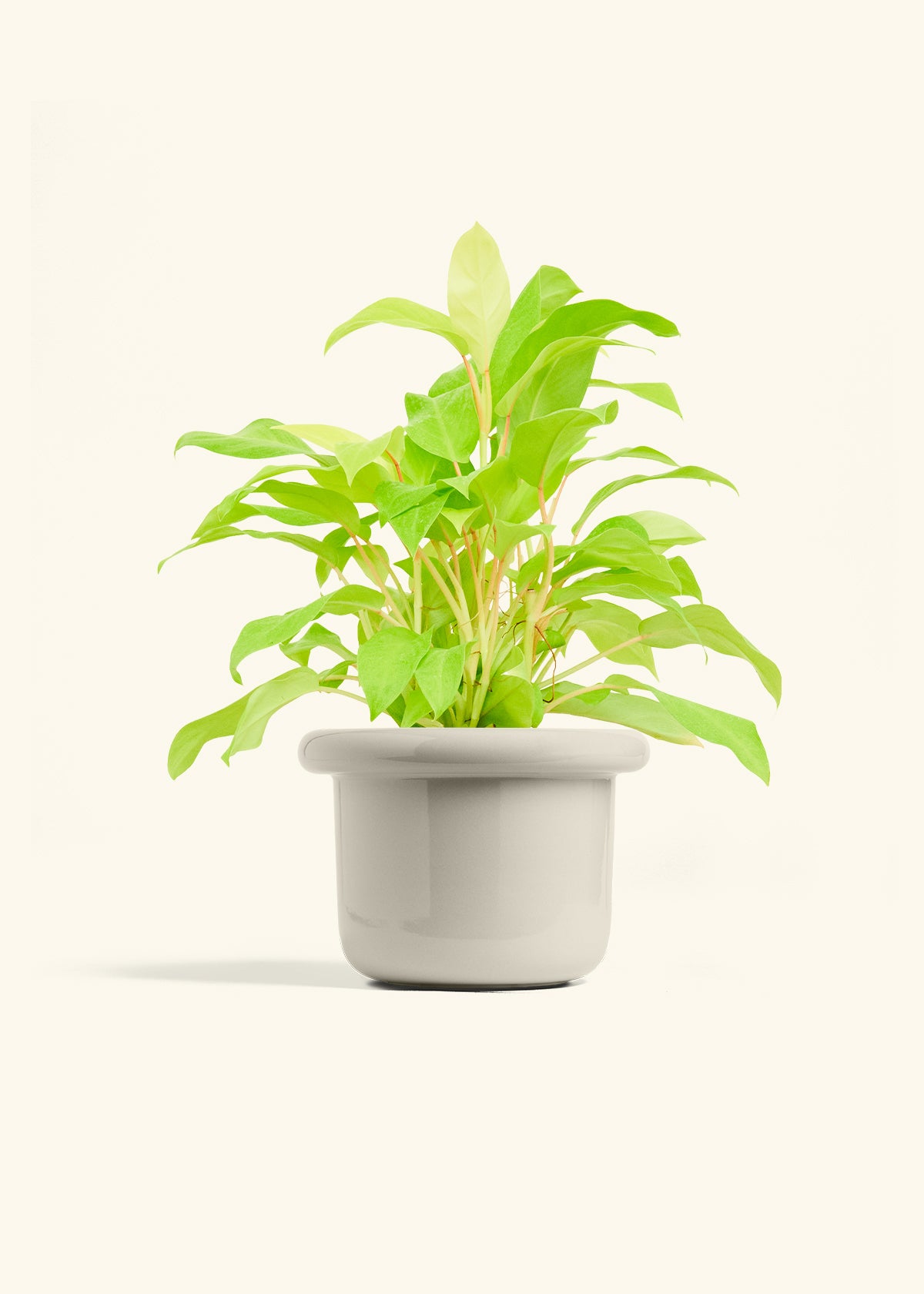 Philodendron Neon in a 6 inches Fat Lip Oat Planter 