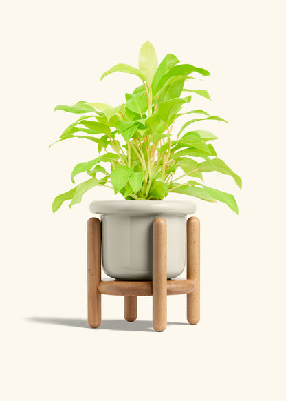 Philodendron Neon in a 6 inches Fat Lip Oat Planter in a Beech Wood Stand