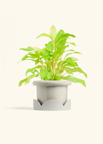 Philodendron Neon in a 6 inches Fat Lip Oat Planter in a Oat Petal Drip Tray
