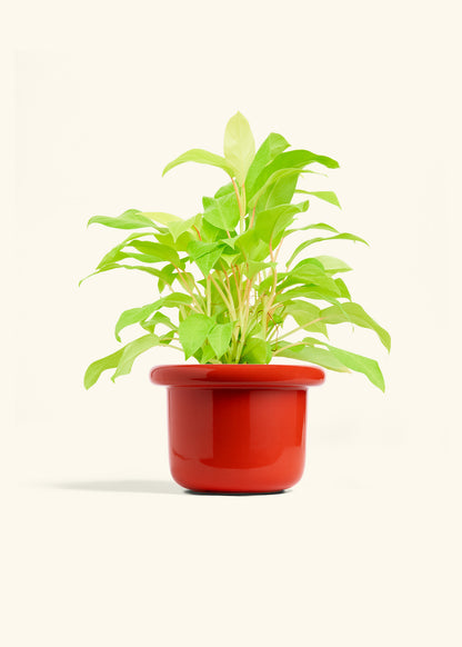Philodendron Neon in a 6 inches Fat Lip Red Planter 