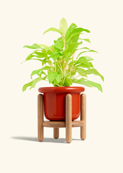 Philodendron Neon in a 6 inches Fat Lip Red Planter in a Beech Wood Stand