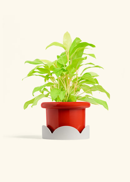 Philodendron Neon in a 6 inches Fat Lip Red Planter in a Oat Petal Drip Tray