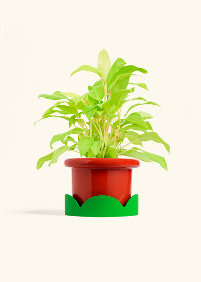 Philodendron Neon in a 6 inches Fat Lip Red Planter in a Shamrock Petal Drip Tray