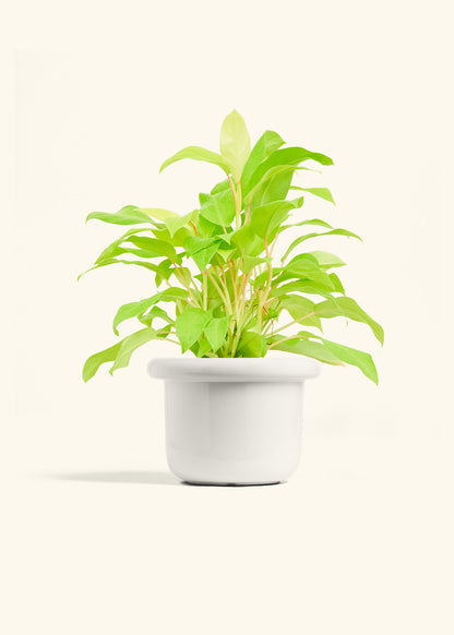 Philodendron Neon in a 6 inches Fat Lip White Planter 