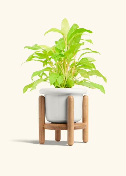 Philodendron Neon in a 6 inches Fat Lip White Planter in a Beech Wood Stand