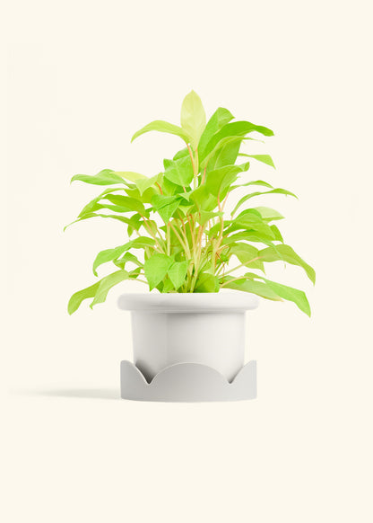 Philodendron Neon in a 6 inches Fat Lip White Planter in a Oat Petal Drip Tray