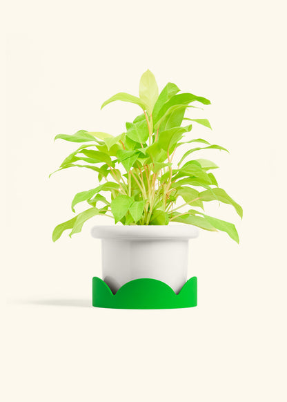 Philodendron Neon in a 6 inches Fat Lip White Planter in a Shamrock Petal Drip Tray