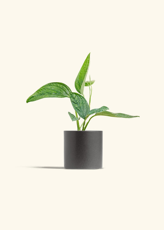 Monstera 'Peru', Small