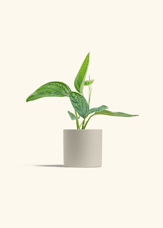 Monstera 'Peru', Small