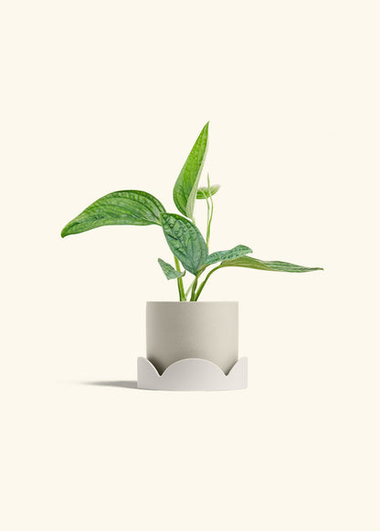 Monstera 'Peru', Small