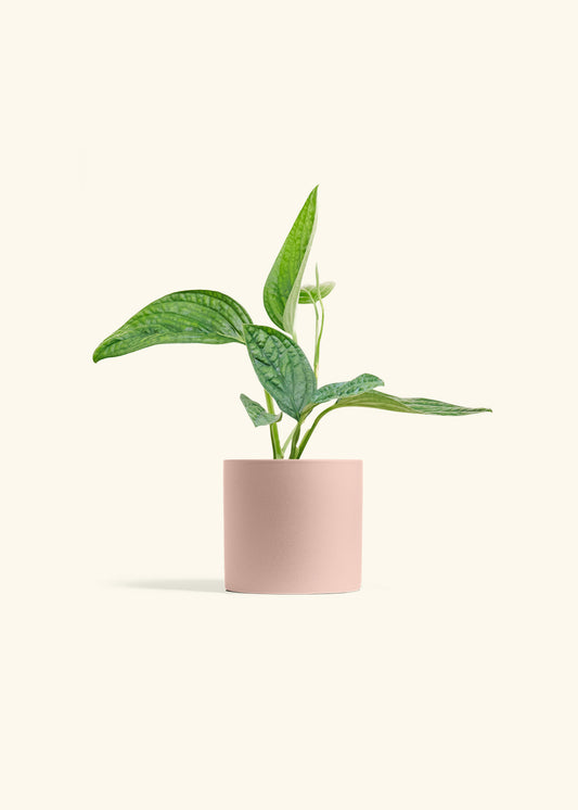 Monstera 'Peru', Small