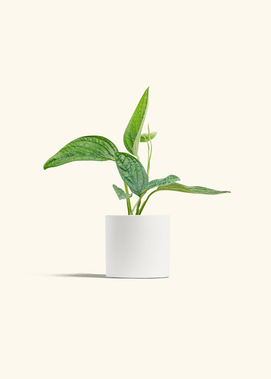 Monstera 'Peru', Small