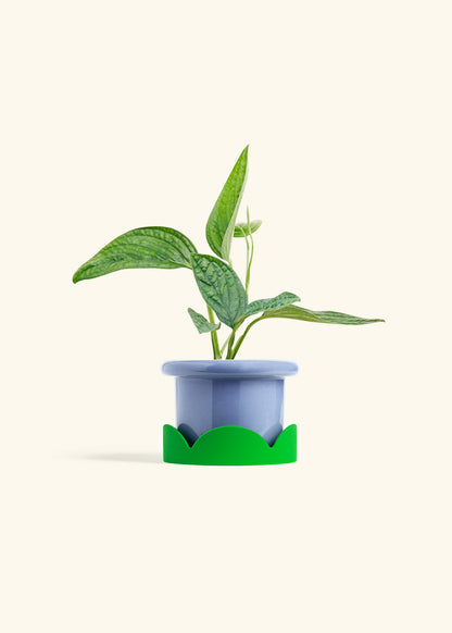 Monstera 'Peru', Small