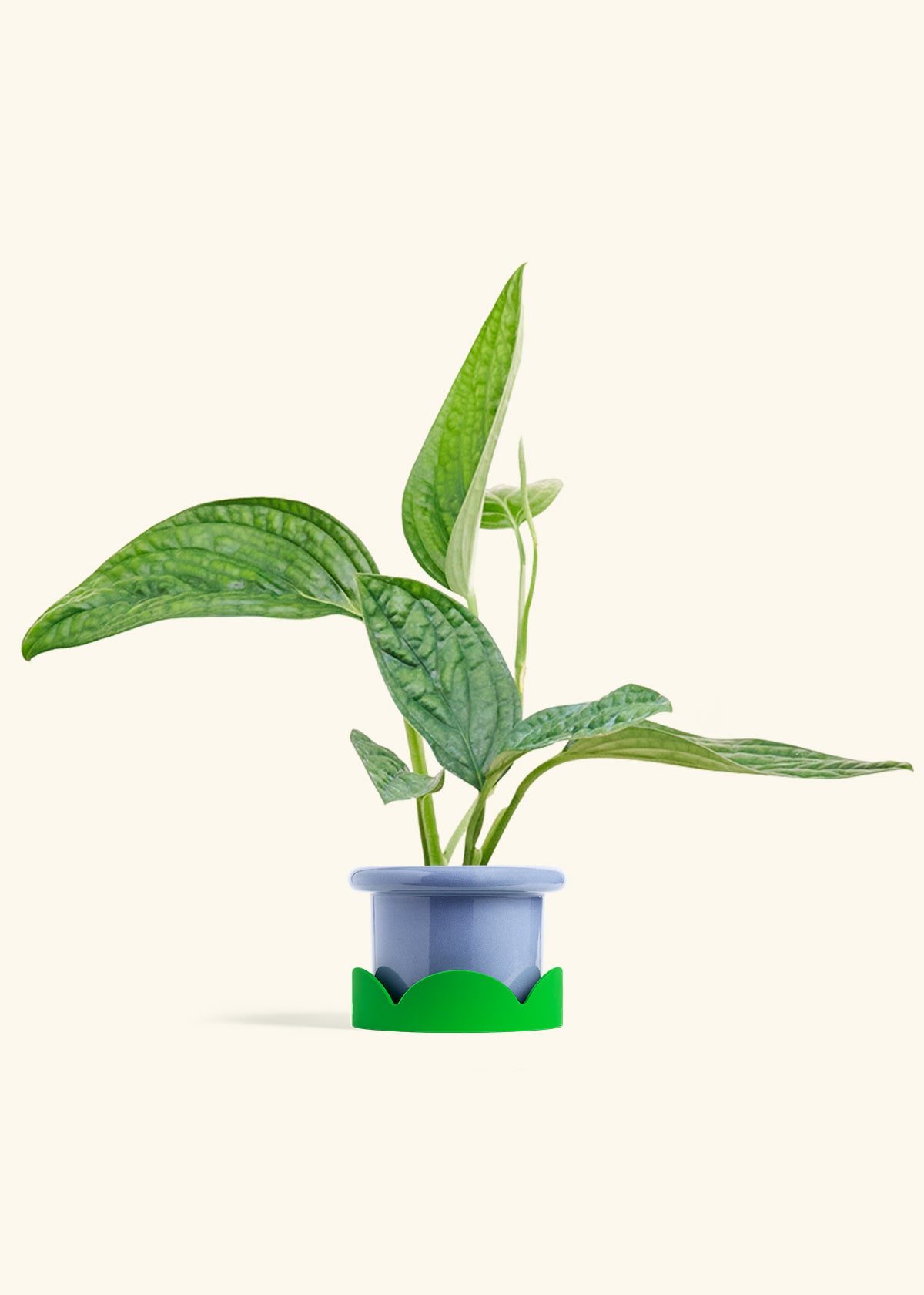 Fat Lip Planter Tray Combo, Cornflower