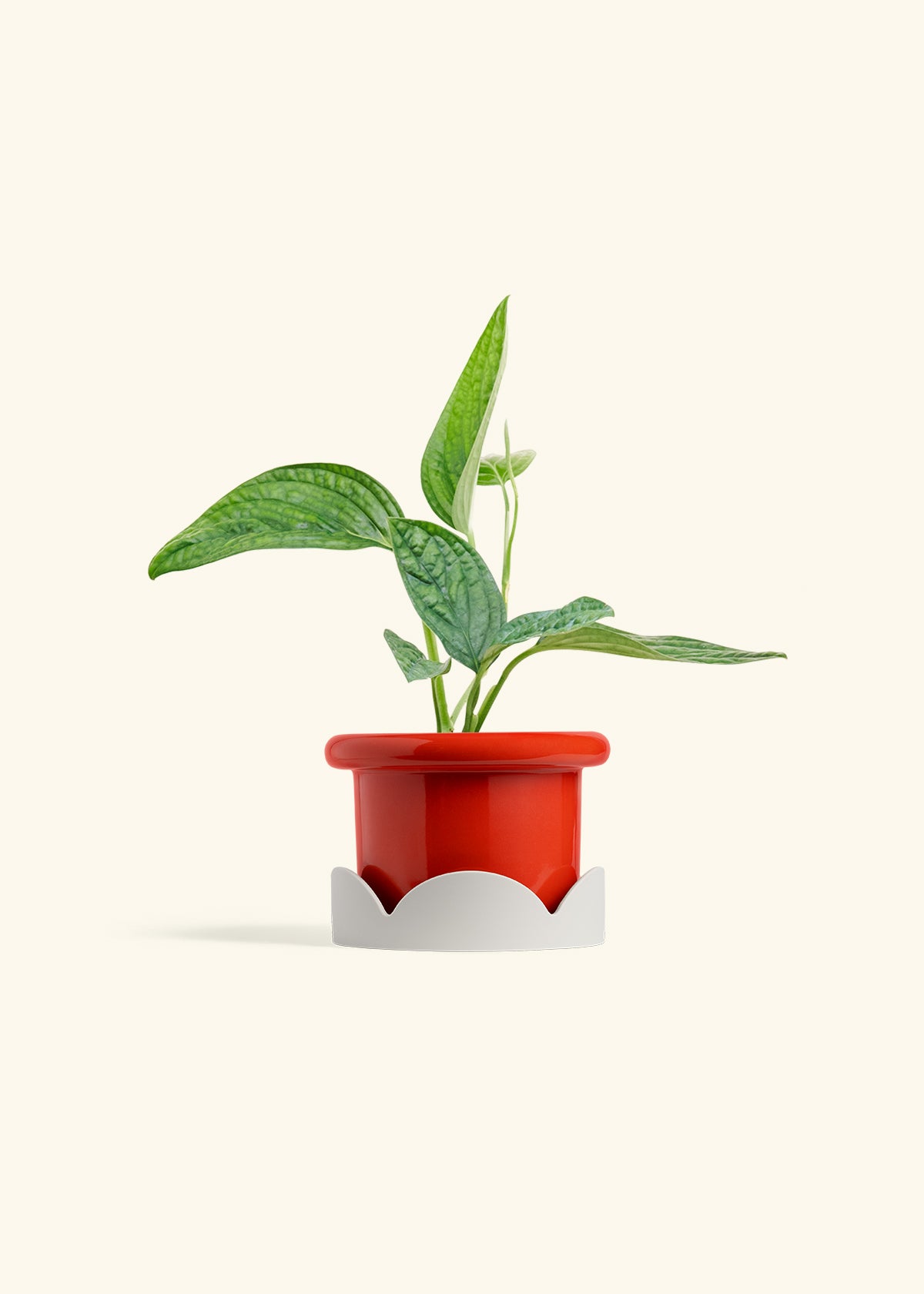 Monstera 'Peru', Small