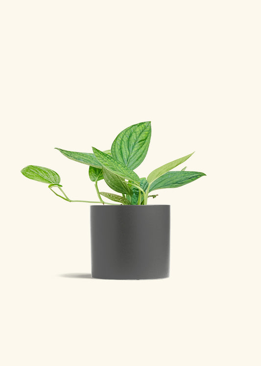 Monstera 'Peru', Medium in a 6 inches Charcoal Classic Cylinder Planter 