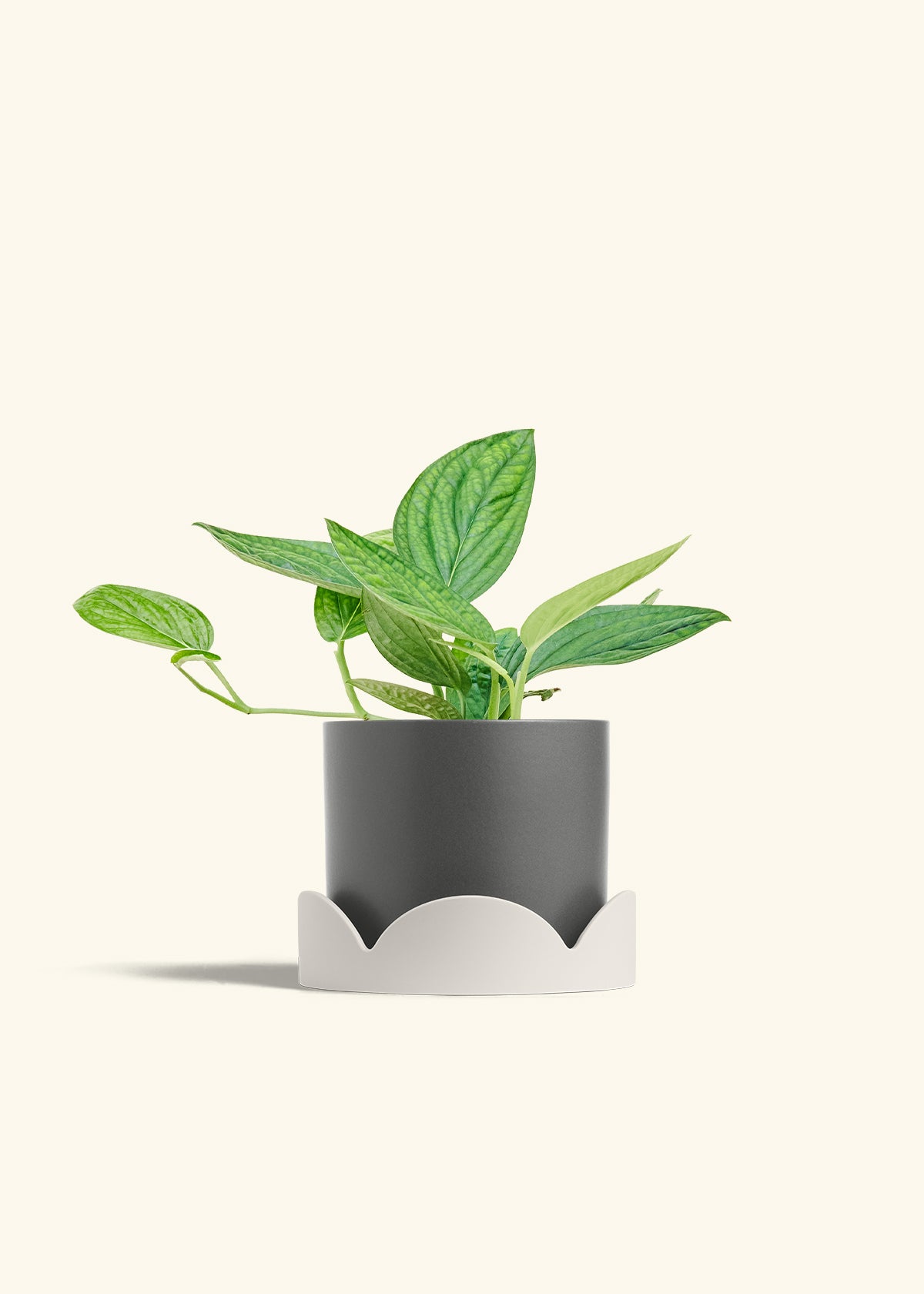 peru pothos Monstera 'Peru'