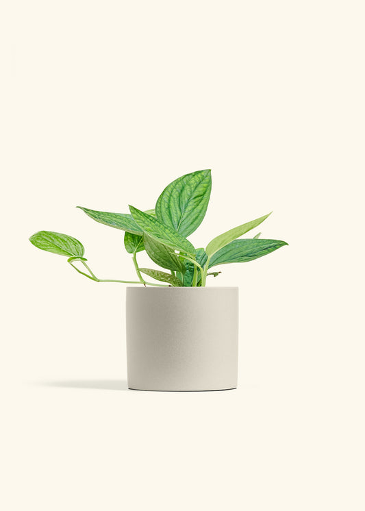 Monstera 'Peru', Medium in a 6 inches Oat Classic Cylinder Planter 