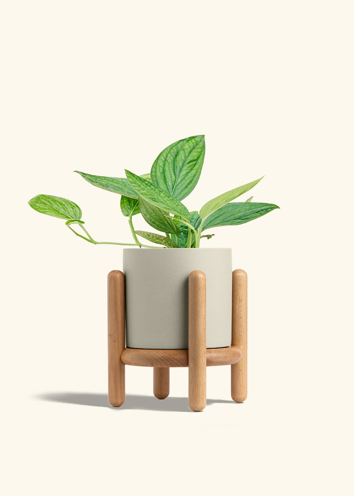 Monstera 'Peru', Medium in a 6 inches Oat Classic Cylinder Planter in a Beech Wood Stand