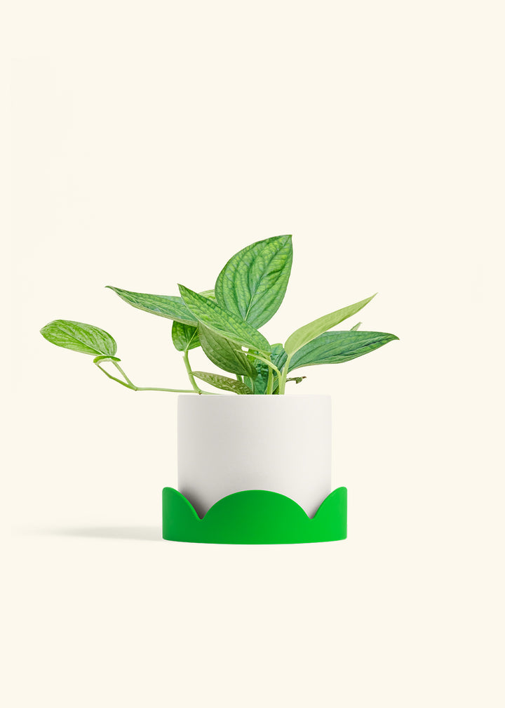 Monstera 'Peru', Medium in a 6 inches White Classic Cylinder Planter in a Shamrock Petal Drip Tray