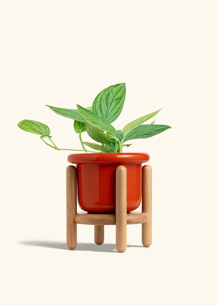 Monstera 'Peru', Medium in a 6 inches Fat Lip Red Planter in a Beech Wood Stand