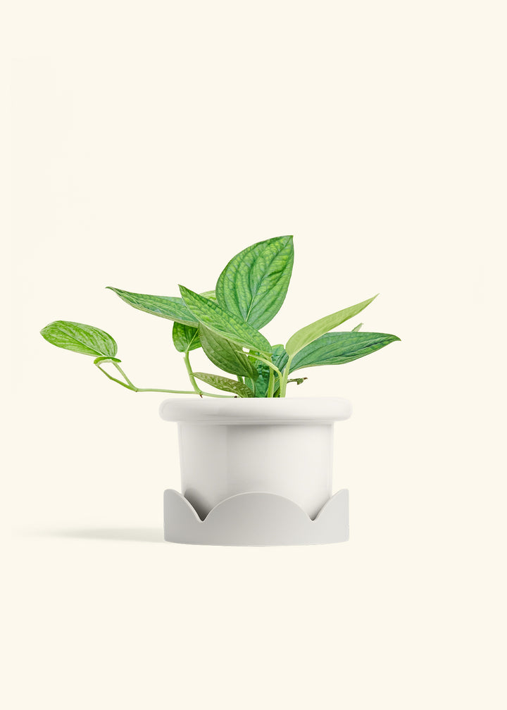Monstera 'Peru', Medium in a 6 inches Fat Lip White Planter in a Oat Petal Drip Tray