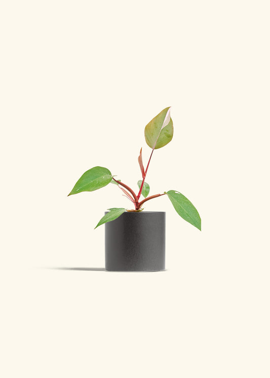 Philodendron Erubescens Pink Princess in a 4 inches Charcoal Classic Cylinder Planter 