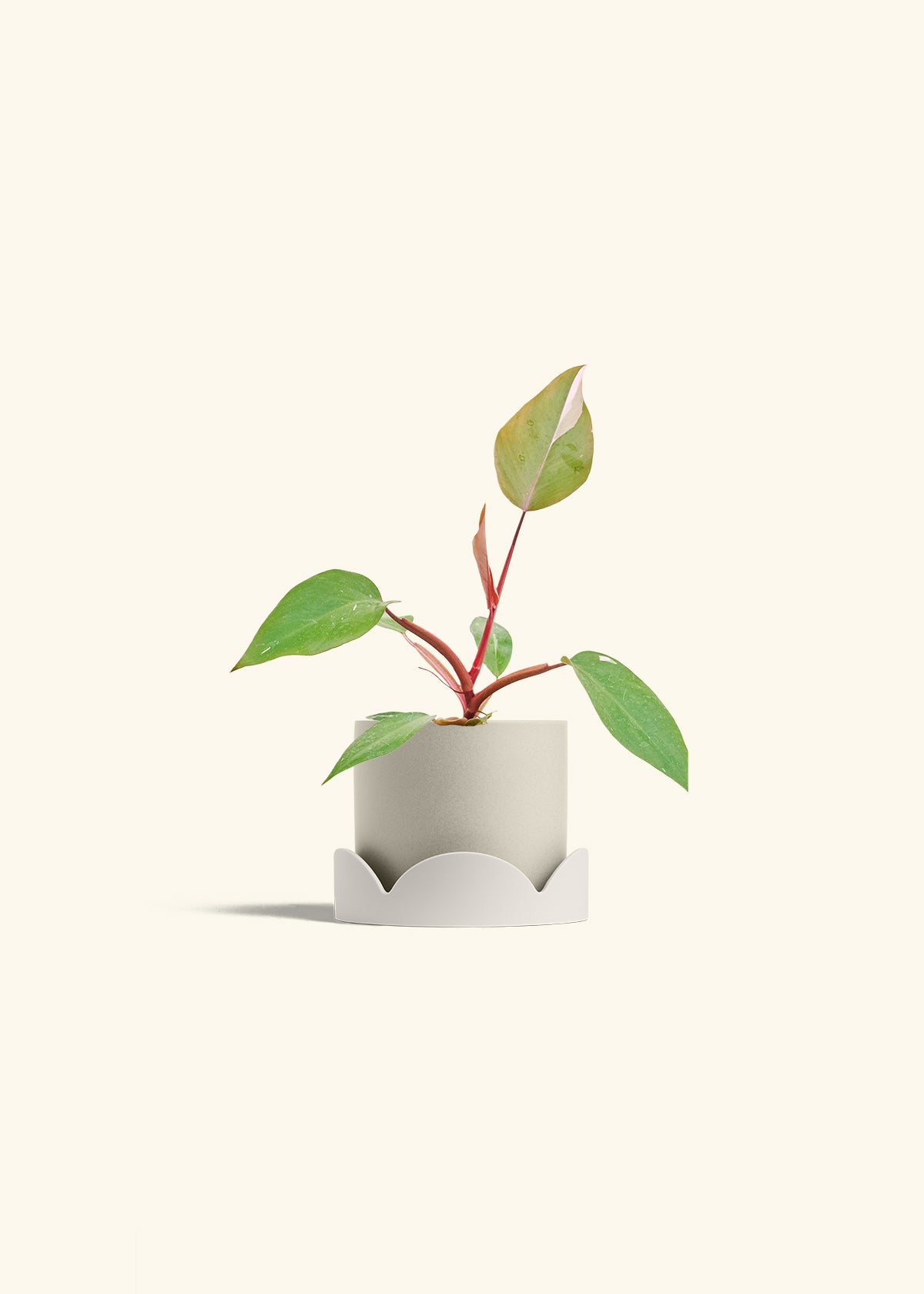 Philodendron Erubescens Pink Princess in a 4 inches Oat Classic Cylinder Planter in a Oat Petal Drip Tray