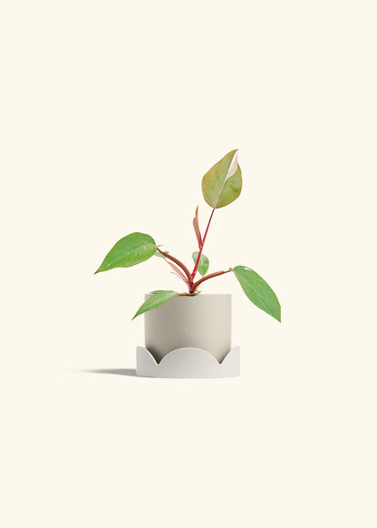 Philodendron Erubescens Pink Princess in a 4 inches Oat Classic Cylinder Planter in a Oat Petal Drip Tray