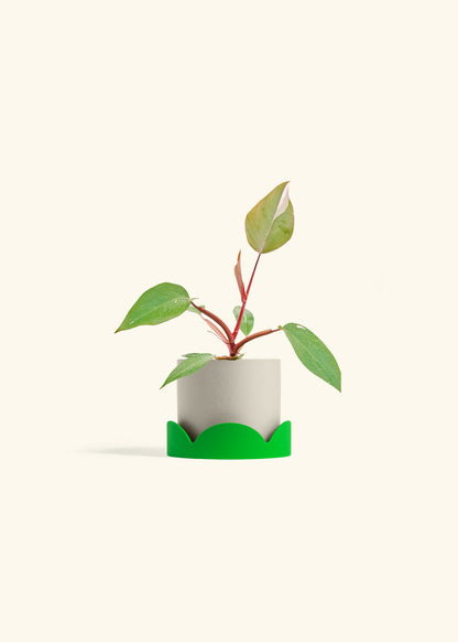 Philodendron Erubescens Pink Princess in a 4 inches Oat Classic Cylinder Planter in a Shamrock Petal Drip Tray
