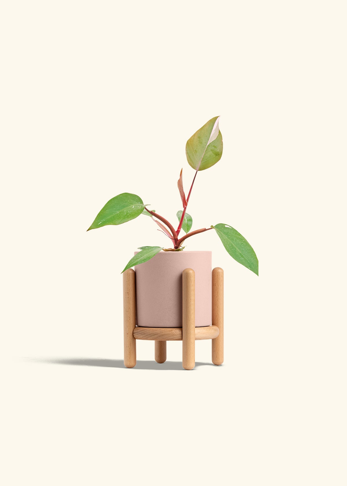 Philodendron Erubescens Pink Princess in a 4 inches Pink Classic Cylinder Planter in a Beech Wood Stand