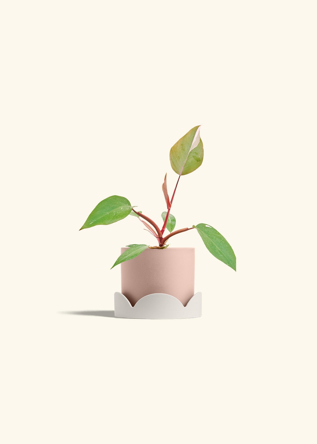 Philodendron Erubescens Pink Princess in a 4 inches Pink Classic Cylinder Planter in a Oat Petal Drip Tray